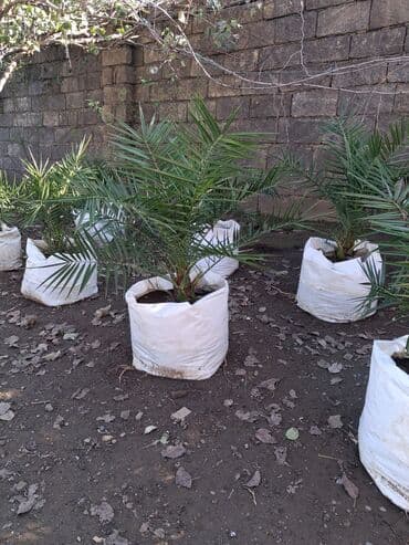 sultan daragi gülü: Məhsul: Xurma palması (Phoenix dactylifera) fidanları Təsvir: - — 5