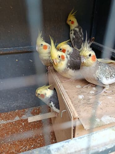 xamyak yuvası: Tofiq (nimfa) tutuquşuları – müxtəlif rəng mutasiyaları - Növ: Nimfa — 2