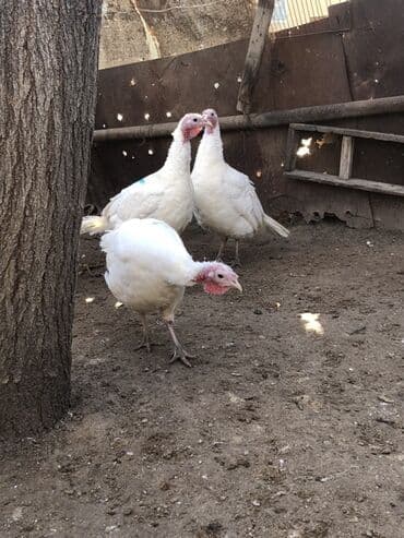 Digər heyvanlar: Dişi, Damazlıq, Ünvandan götürmə — 5