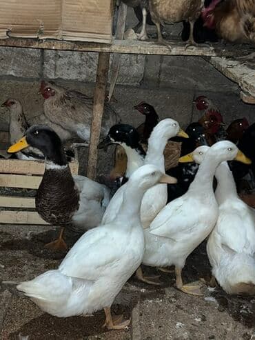 Pişiklər: Salam yaşıl baş pekin ve ferqli sortlardl qesey baxmşam kökdüler biri — 4