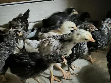 kend cucesi: Toyuq cücələri, Ətlik — 4