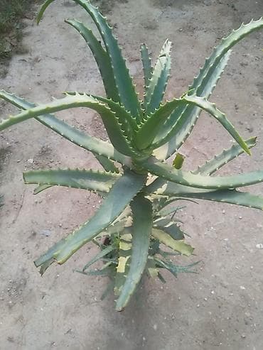 Aloe vera bitkisi - Növ: Aloe vera (sukkulent) - İstifadə — 1