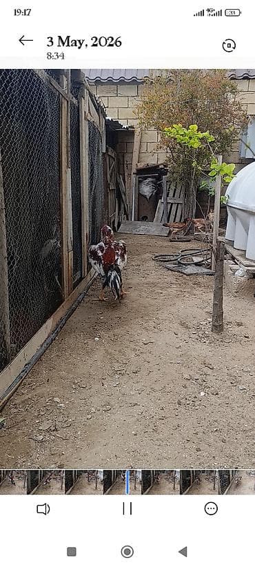 akula sekilleri: Salam aleyküm cins yapon. ag qara olan bir yaş yarim sari cil olan 11 — 4