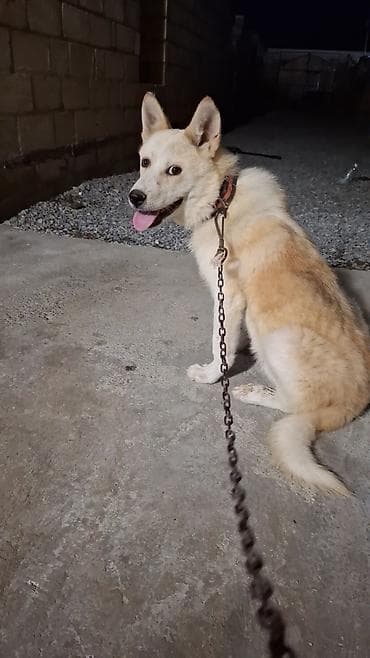 balaca it cinsi: Akita-inu, 7 ay, Erkek, Peyvəndli, Ödənişli çatdırılma — 1