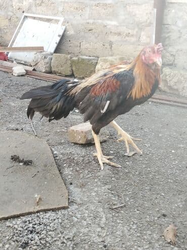 xoruz sekli: Salam Aleykum 1 yaş 3 ayliqdi doyusu olub kim istese videosunu ataram — 4