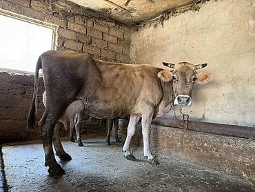 it bala: 15 litir süd verir 3 qarına dogub 2 aydı dogub balası dişdi — 6
