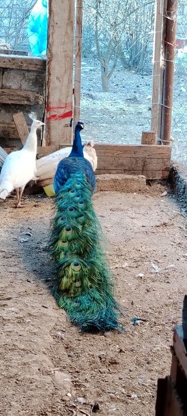 en iri it cinsi: 1 ədəd 4 illik 1 ədəd 2.5 illik erkək qaraqanad. Damazlıq və qan — 1