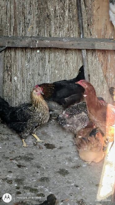 toyuq cuce: Toyuq, Yumurtalıq — 6