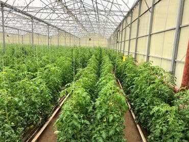 hovsanda obyekt satılır: Zirə Kəndi, 10 hektar sahəsi olan parnik satılır. 5 hektar yarım — 4