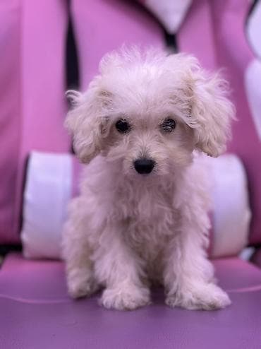 3 ay, Erkek, Sənədli, Pulsuz çatdırılma, Ünvandan götürmə