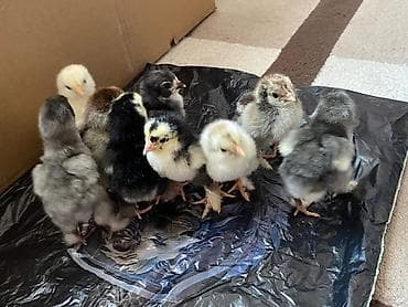 toyuq əti: Toyuq cücələri, Ətlik — 5