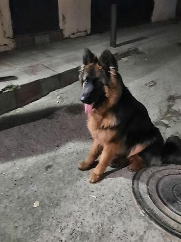 heyvan hekimi: Alman çoban iti, 6 ay, Dişi, Sənədli, Ünvandan götürmə — 2