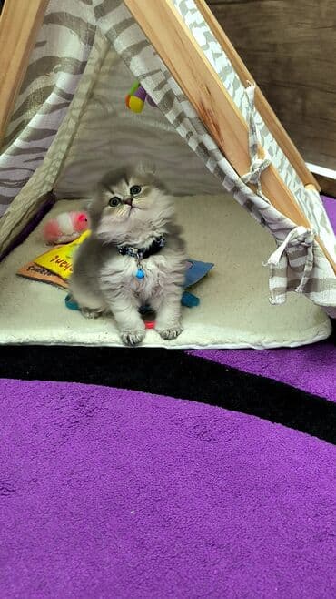 sirin pişik balalari: Şinşilla — 2