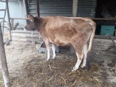 Akvariumlar: Satılır: mal-qara (dana) - Növ: iribuynuzlu heyvan, dişi dana - Rəng — 1