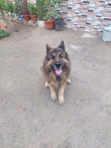alman afcarkası: Alman çoban iti, Peyvəndli — 1