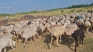 toyuq satışı: Dişi, il: 1, Damazlıq — 2