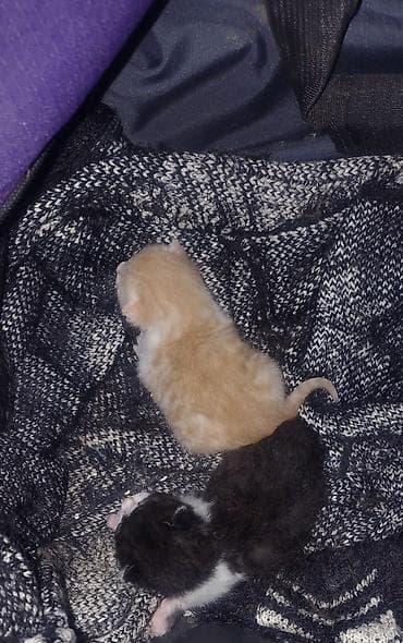 pişik qovan aparat: Yaxşı əllərə, Ünvandan götürmə — 1