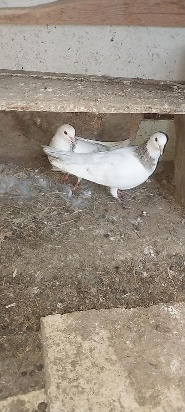 Ebres boyunlar cutu 100 manat lalafo.az -da Ebres boyunlar cutu 100 manat