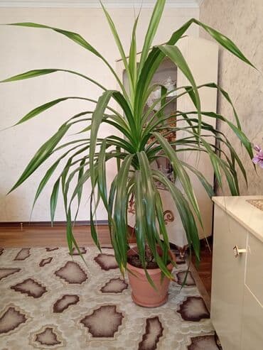 sine boyuden bitki: Pikantus gülü. Hündürlüyü 2m dən çoxdu. Çox gözəl görünüşü var. İri — 1