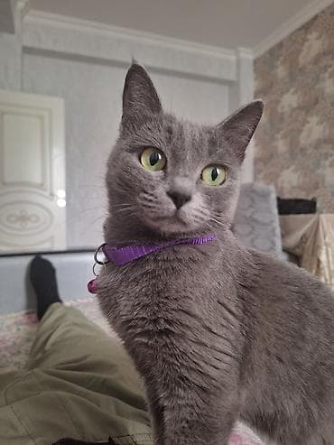 Digər heyvanlar: Britan, Dişi — 3