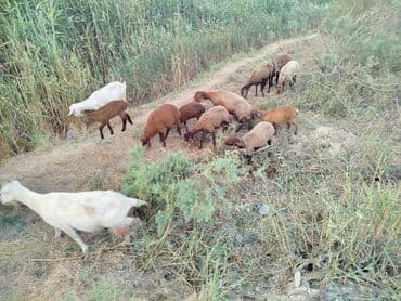Inəklər, öküzlər: Dişi, Qala, il: 1, 60 kq, Damazlıq, Ünvandan götürmə — 1