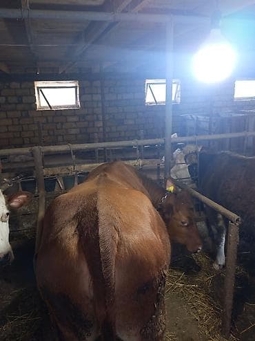 inek satan: Qırmızı rəngli anqus düyə 1yaş 6 aylığ– südlük və ətlik istiqamətli - — 5