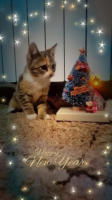 cins buzov: Dişi, Yaxşı əllərə, Ünvandan götürmə — 2