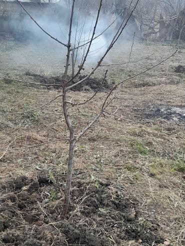 binede kreditle evler: 4 otaqlı, 125 kv. m, Kredit yoxdur, Orta təmir — 2