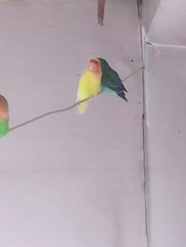 неразлучник: Bala veren cütler.Yuvaas bala al Tam sağlam quşlardı.Üiymət cütünə — 6