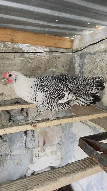 qaz toyuq: Toyuq, Yumurtalıq — 4