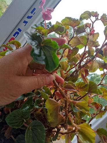 heyvan baxıcısı: Təsvir: - Təbii mənzərə ilə əhatələnmiş kənd həyəti və kiçik fermada — 4