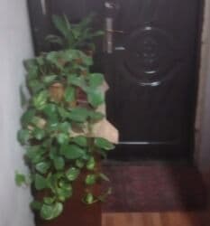 Gübrələr: Ev üçün dekorativ otaq bitkiləri dəsti - Fil qulağı/alokaziya tiplı — 2