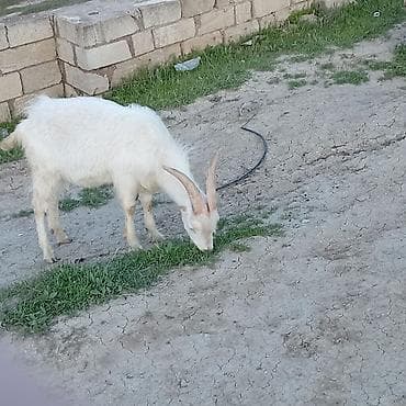 1 yaşı var. Real alıcıya endirim olacaq. Əlaqə nömrəsi:055-898-99-19