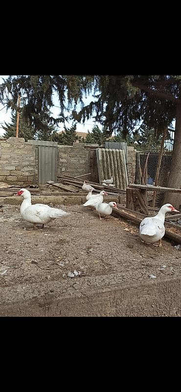 ov itleri satisi: Erkək, | Lal ördək, Ətlik — 6