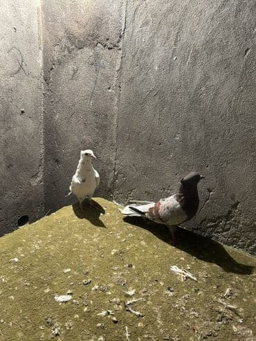 Lincoln: Cüt göyərçin - Növ: Ev göyərçini (şəkildə 2 fərqli rəngdə) - Rənglər — 2