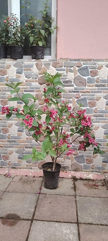 Dekorativ çiçəkli kol – Weigela (qırmızı-çəhrayı çiçəklər) - Növ