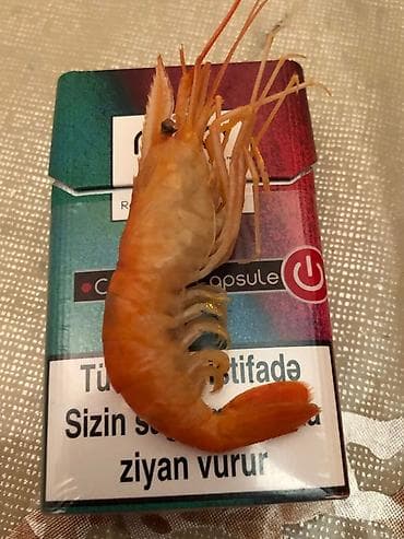 ağ baliq: Təmiz keyfiyətli krevetka movcuddur


Krevetka
Ktivetka
Krevet — 2