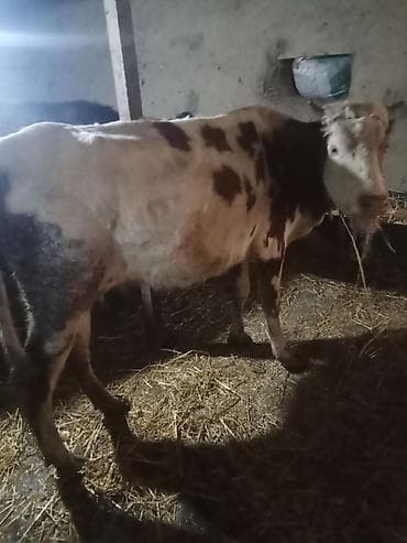 Коровы, быки: Birc qarin dügedi ciddi şexsler zeng vursun — 4