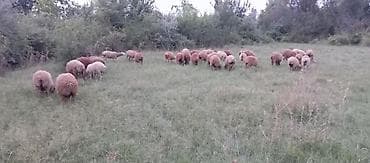 mal qara satisi: 38 baş super sağlam zemanetli quzlardir .Ünvan Ağsu videolari var — 3