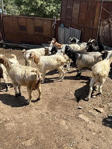 heyvanlar və balaları: Bu keçiler tecili satılır .Heleb ile qarışıqdır . Sağlam problemsiz — 1