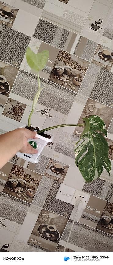 Monstera deliciosa “variegata” (rəngarəng yarpaqlı) şlamı – saksıda -