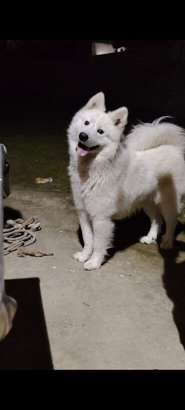 pulsuz it verilir: Samoyed, 9 ay, Erkek, Peyvəndli, Ünvandan götürmə — 2