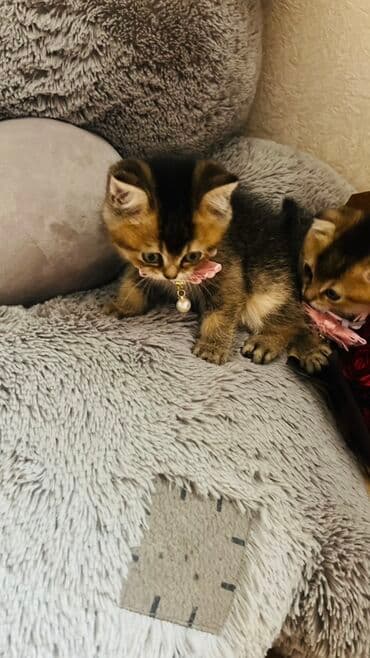 pişik latok: Şinşilla, Dişi — 15