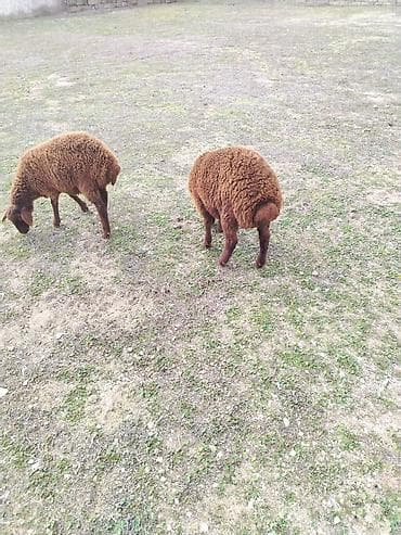 Другие с/х животные: Bir erkek bir dişi Qala quzusu cütü 550 manata tək satilmir .qiymət — 6