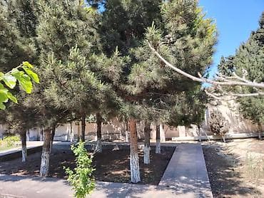 en ucuz pencere: Pirşağı bağları denizden 60 metir məsafədə 2 mərtəbəli bağ evi kirayə — 8