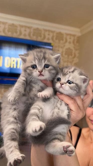 boz pişik cinsi: Yaxşı əllərə — 4