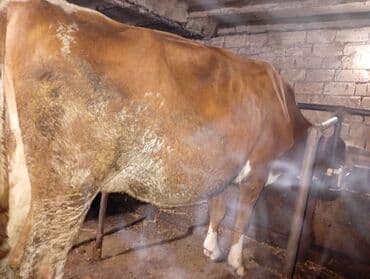 tap az sudluk inəklər: Salam gördüyünüz ineyler satılır boğaz balı super heyvanlardi — 3