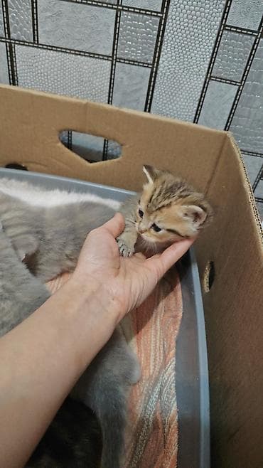 alişan'ın pişiyinin adı: Yaxşı əllərə — 3