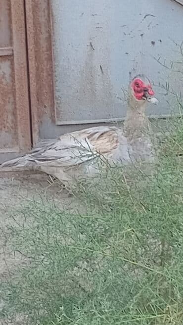 ördək qiyməti: Sonu 60 azn cutu teccili satlir lələklər, üzərində xarakterik qırmızı — 2