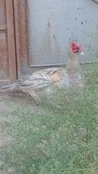 hinduşka əti qiyməti: Erkək, | Lal ördək, Ətlik — 1